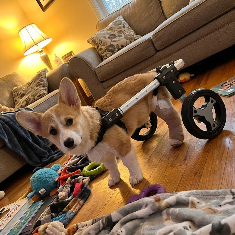 PawUnder Adjustable Dog Wheelchair