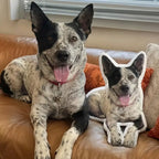 Custom Pet Pillow Personalized Dog & Cat Pillow